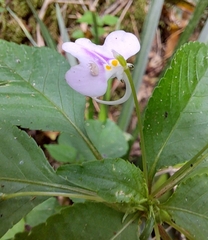 Impatiens hochstetteri