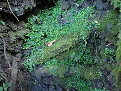 Selaginella rotundifolia