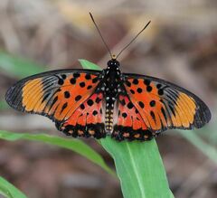 Pseudacraea boisduvalii