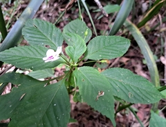 Impatiens hochstetteri