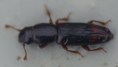 Rhizophagus bipustulatus