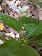 Impatiens hochstetteri