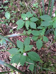 Impatiens hochstetteri