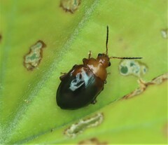 Nisotra bicolorata