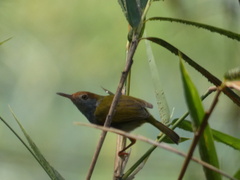 Orthotomus atrogularis