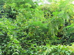 Leucaena