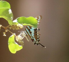Graphium antheus