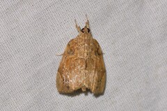 Crocidolomia suffusalis