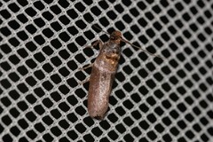 Calguia defiguralis