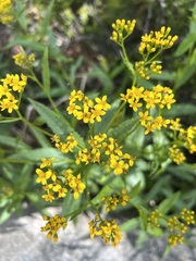 Senecio linearifolius latifolius