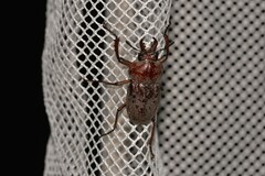 Cacostomus squamosus