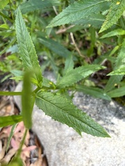 Senecio linearifolius latifolius
