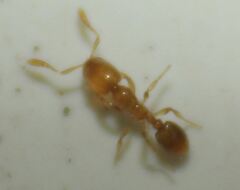 Solenopsis abdita