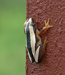 Afrixalus fornasini