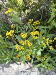 Senecio linearifolius latifolius