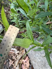 Senecio linearifolius latifolius