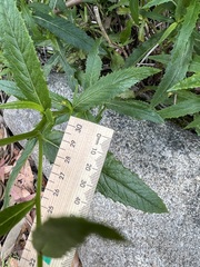 Senecio linearifolius latifolius