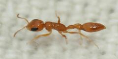 Pseudomyrmex seminole