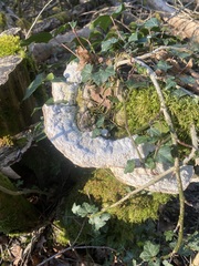Trametes gibbosa