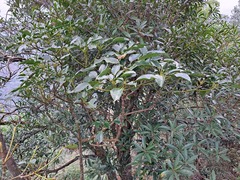 Trochodendron aralioides