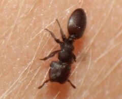 Cephalotes varians