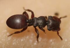 Cephalotes varians