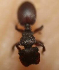 Cephalotes varians