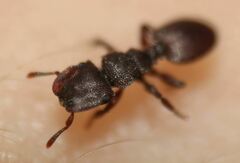 Cephalotes varians