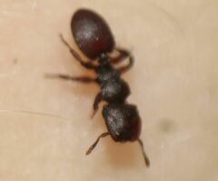 Cephalotes varians