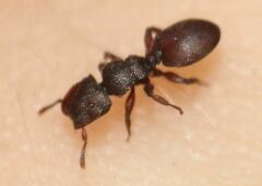 Cephalotes varians