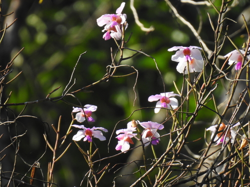 Image of Papilionanthe teres by (c) Rohit Naniwadekar, some rights reserved (CC BY)