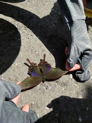 Papilio bianor thrasymedes