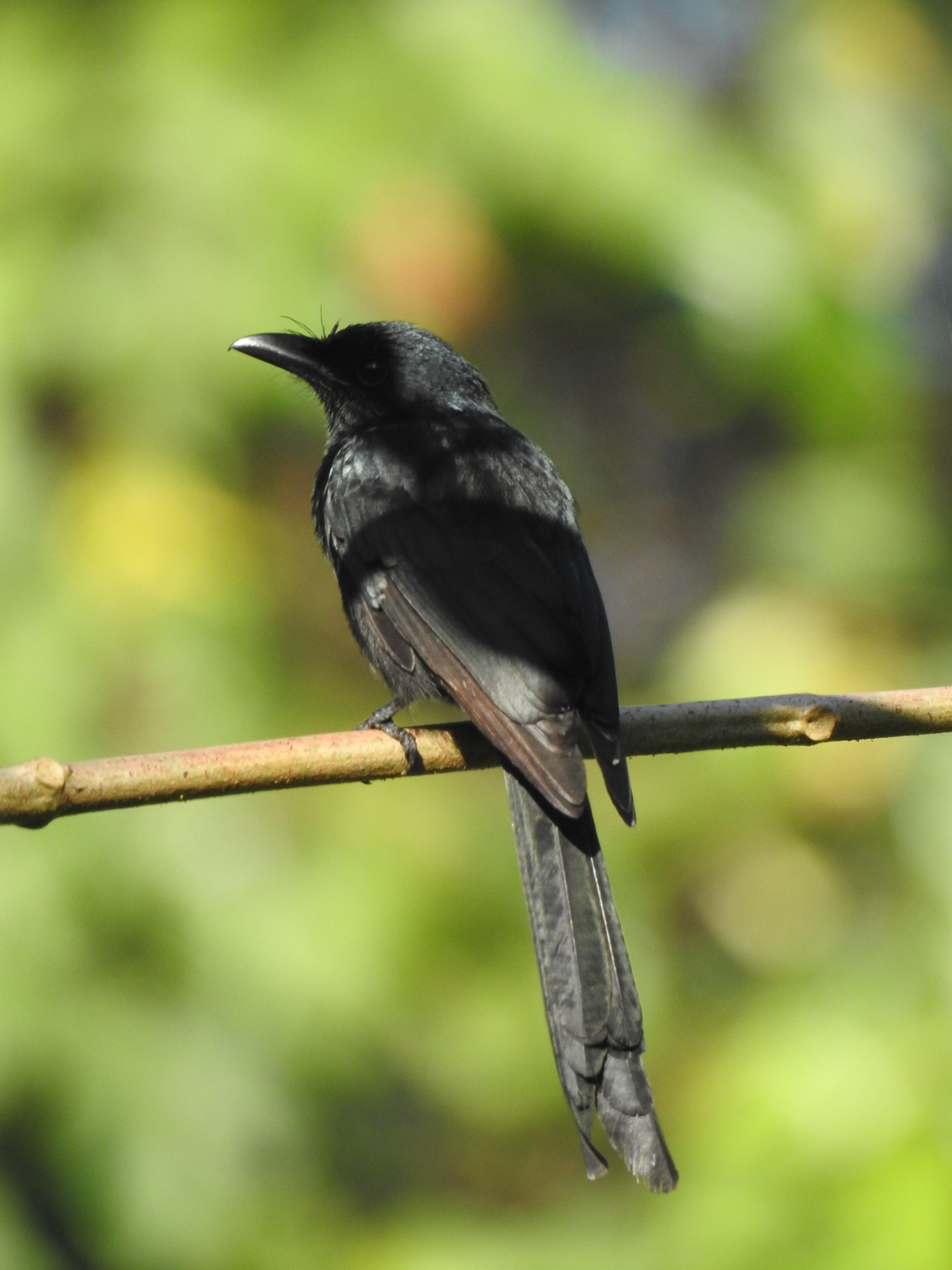 Andaman Drongo (Dicrurus andamanensis), photo 4