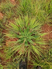 Aloe greatheadii davyana