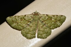 Aeolochroma viridicata