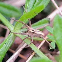 Pisaura mirabilis
