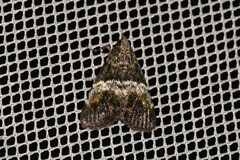 Orthaga atribasalis