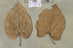 Pterygota alata