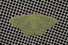 Eucyclodes metaspila