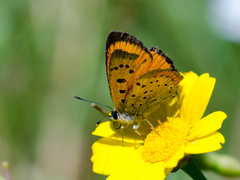 Lycaena ottomanus