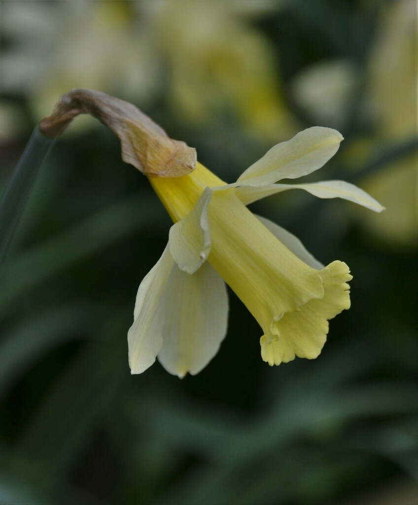 Pale-flowered Daffodil
