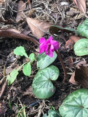 Cyclamen coum