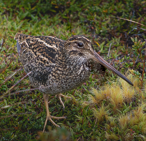 Fuegian Snipe (Gallinago stricklandii), photo 5