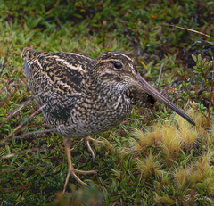 Fuegian Snipe photo 3