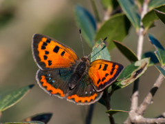 Lycaena phlaeas