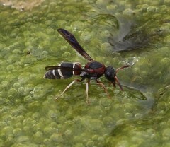 Antepipona