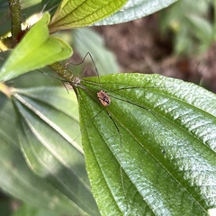 Pseudogagrella splendens