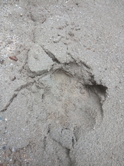 Tapirus terrestris