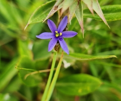 Aristea abyssinica