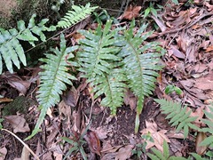 Microlepia hookeriana